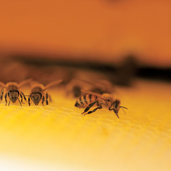 Deep inside the beehive, worker bees are making comb. This comb will be used for storing brood, honey and pollen. The wax is put into place by mouth.